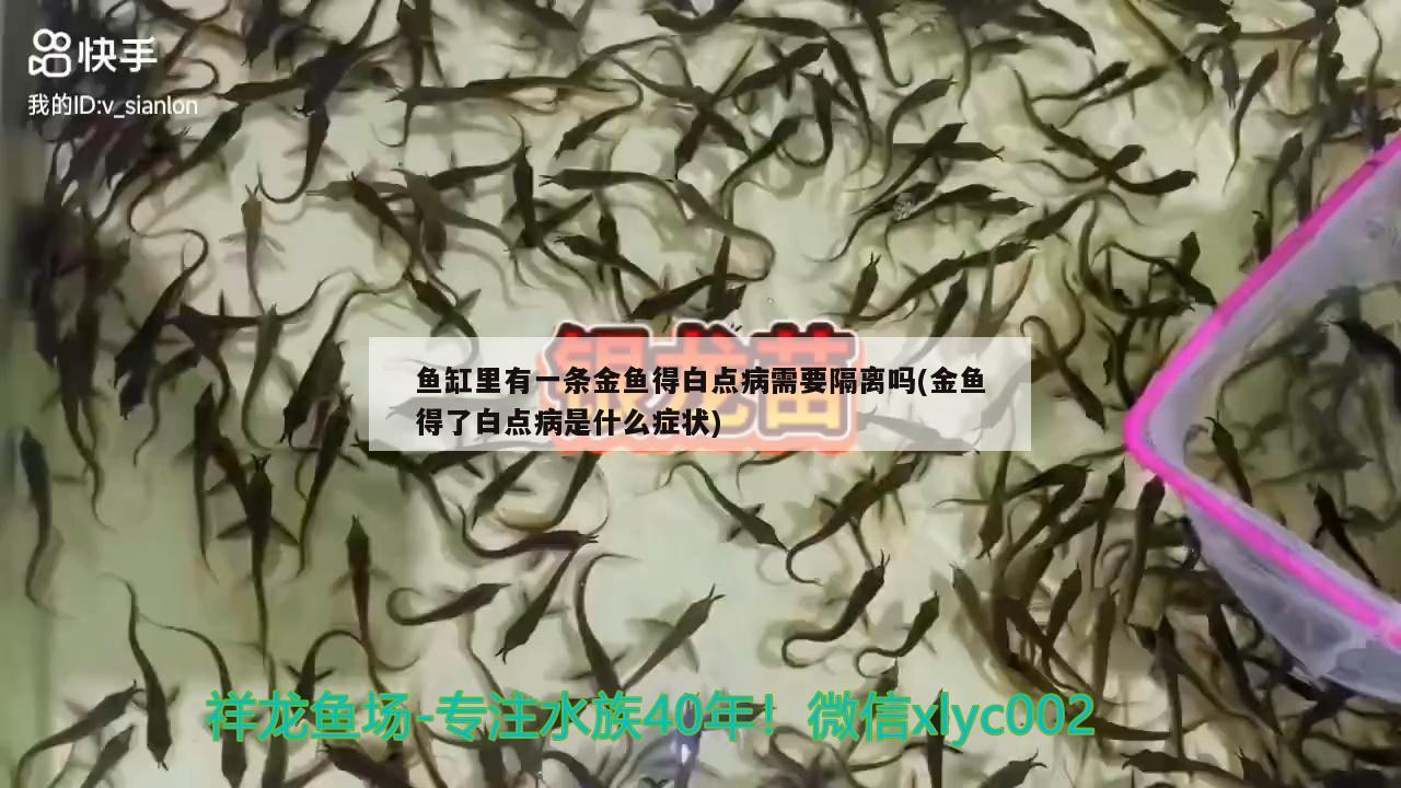 魚缸里有一條金魚得白點病需要隔離嗎(金魚得了白點病是什么癥狀)