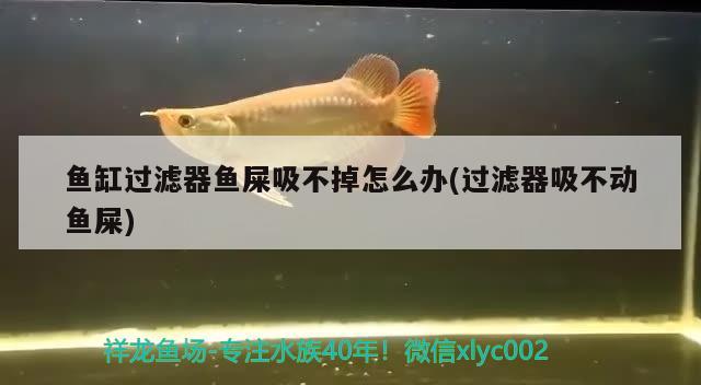 魚缸過濾器魚屎吸不掉怎么辦(過濾器吸不動魚屎)