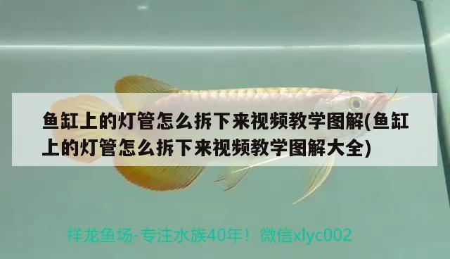 魚(yú)缸上的燈管怎么拆下來(lái)視頻教學(xué)圖解(魚(yú)缸上的燈管怎么拆下來(lái)視頻教學(xué)圖解大全) 白化巴西龜（白巴）