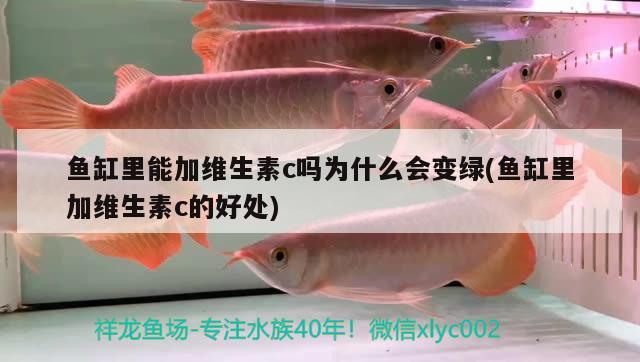 魚缸里能加維生素c嗎為什么會變綠(魚缸里加維生素c的好處)