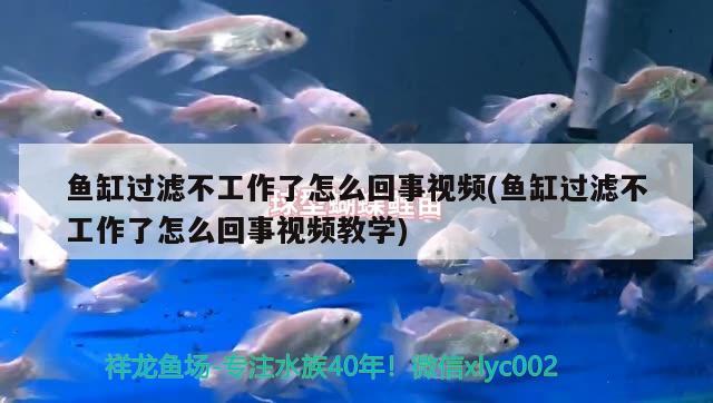 魚缸過濾不工作了怎么回事視頻(魚缸過濾不工作了怎么回事視頻教學(xué)) 觀賞魚百科