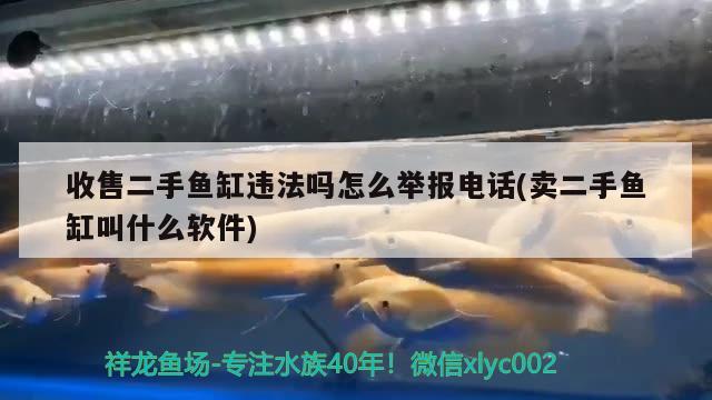 收售二手魚缸違法嗎怎么舉報(bào)電話(賣二手魚缸叫什么軟件) 魟魚百科