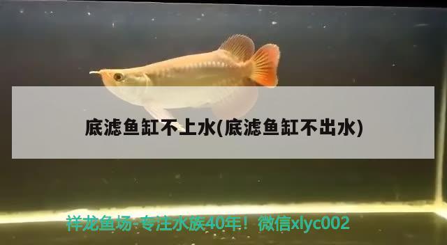 底濾魚缸不上水(底濾魚缸不出水)