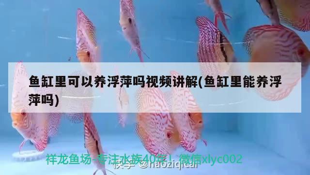 魚缸里可以養(yǎng)浮萍嗎視頻講解(魚缸里能養(yǎng)浮萍嗎) 玫瑰銀版魚