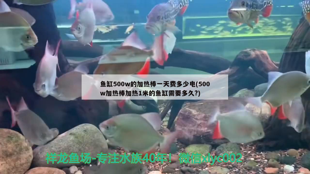 魚缸500w的加熱棒一天費多少電(500w加熱棒加熱1米的魚缸需要多久?) 白子紅龍魚