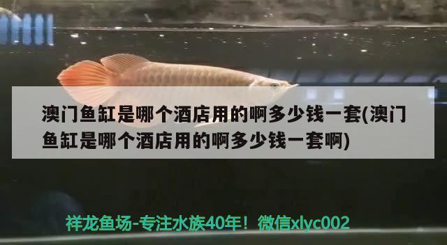 澳門魚缸是哪個酒店用的啊多少錢一套(澳門魚缸是哪個酒店用的啊多少錢一套啊)