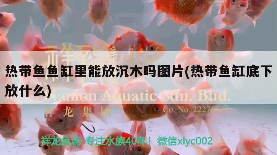 熱帶魚魚缸里能放沉木嗎圖片(熱帶魚缸底下放什么)