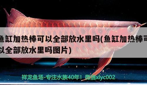 魚缸加熱棒可以全部放水里嗎(魚缸加熱棒可以全部放水里嗎圖片) 黑桃A魚苗