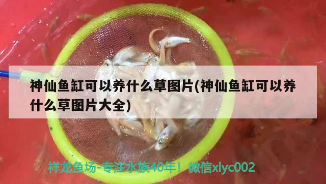 神仙魚缸可以養(yǎng)什么草圖片(神仙魚缸可以養(yǎng)什么草圖片大全)