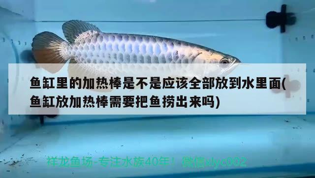 魚缸里的加熱棒是不是應(yīng)該全部放到水里面(魚缸放加熱棒需要把魚撈出來嗎) 白化巴西龜（白巴）