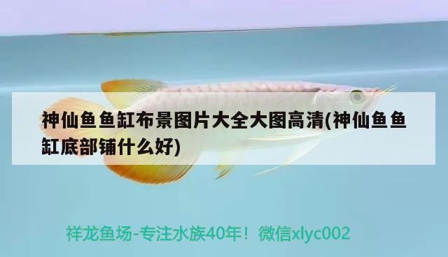 神仙魚(yú)魚(yú)缸布景圖片大全大圖高清(神仙魚(yú)魚(yú)缸底部鋪什么好) 喂食器