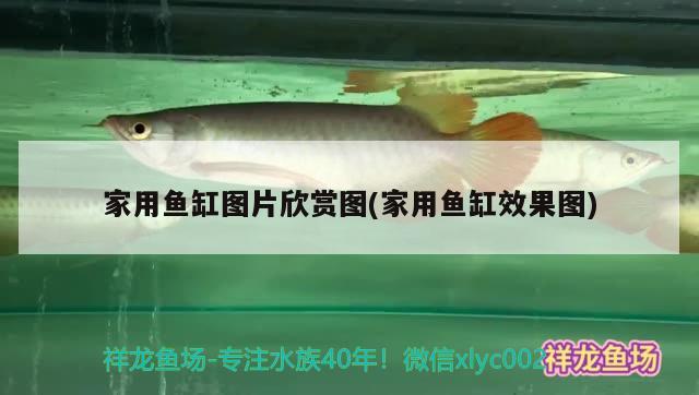 家用魚缸圖片欣賞圖(家用魚缸效果圖)