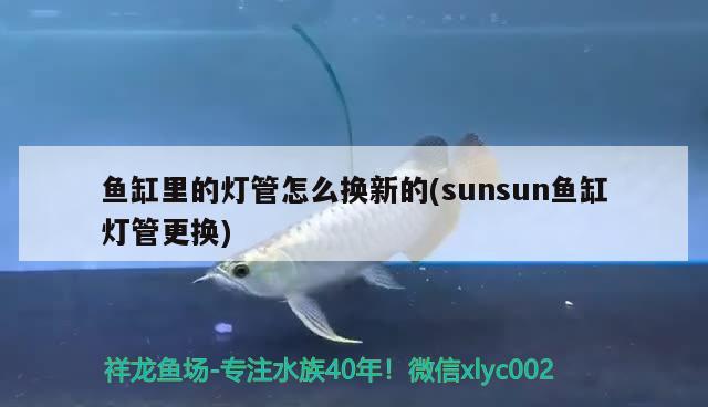 魚缸里的燈管怎么換新的(sunsun魚缸燈管更換) 泰國雪鯽魚