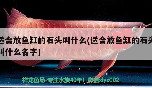 適合放魚缸的石頭叫什么(適合放魚缸的石頭叫什么名字) 虎斑恐龍魚