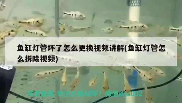 魚缸燈管壞了怎么更換視頻講解(魚缸燈管怎么拆除視頻) 黑帝王魟魚 第3張