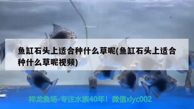 魚缸石頭上適合種什么草呢(魚缸石頭上適合種什么草呢視頻) 龍魚芯片掃碼器