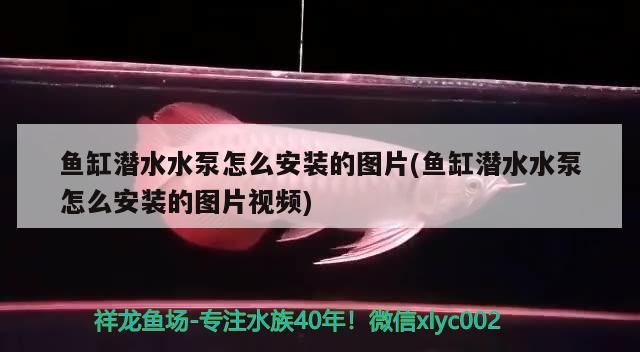 魚缸潛水水泵怎么安裝的圖片(魚缸潛水水泵怎么安裝的圖片視頻) 黃金夢(mèng)幻雷龍魚