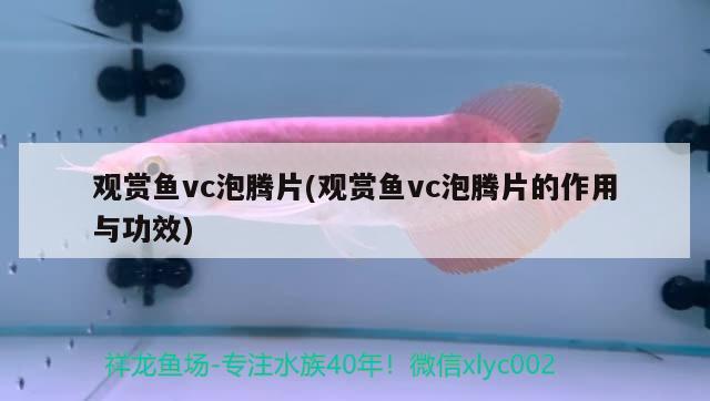 觀賞魚vc泡騰片(觀賞魚vc泡騰片的作用與功效)