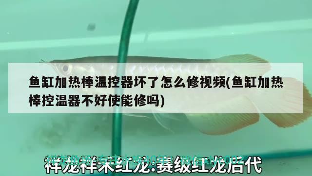 魚缸加熱棒溫控器壞了怎么修視頻(魚缸加熱棒控溫器不好使能修嗎) 一眉道人魚苗