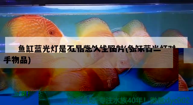 魚(yú)缸藍(lán)光燈是不是紫外線照射(魚(yú)缸藍(lán)光燈對(duì)魚(yú)有沒(méi)有影響) 金龍福龍魚(yú) 第2張