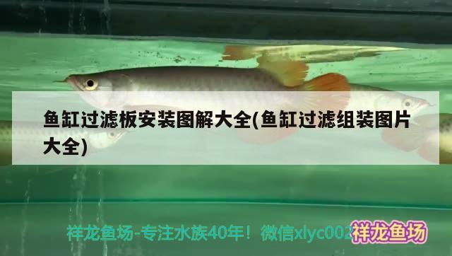 魚缸過濾板安裝圖解大全(魚缸過濾組裝圖片大全) 名貴錦鯉魚