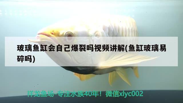 玻璃魚缸會自己爆裂嗎視頻講解(魚缸玻璃易碎嗎) 元寶鯽