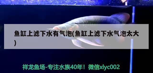 魚缸上濾下水有氣泡(魚缸上濾下水氣泡太大) 玫瑰銀版魚 第2張