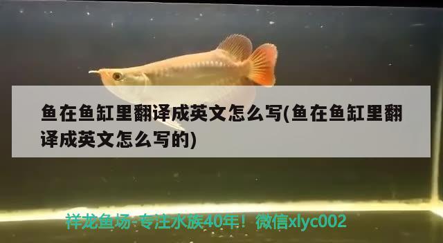 魚在魚缸里翻譯成英文怎么寫(魚在魚缸里翻譯成英文怎么寫的)