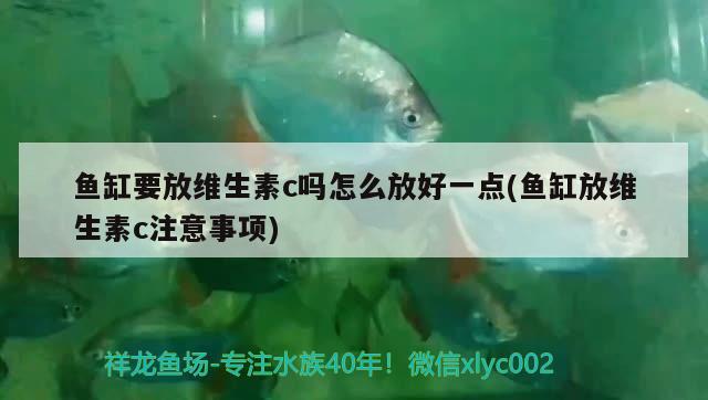 魚(yú)缸要放維生素c嗎怎么放好一點(diǎn)(魚(yú)缸放維生素c注意事項(xiàng)) 白子銀版魚(yú)苗