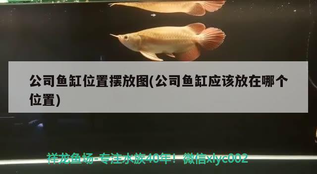 公司魚缸位置擺放圖(公司魚缸應(yīng)該放在哪個位置)