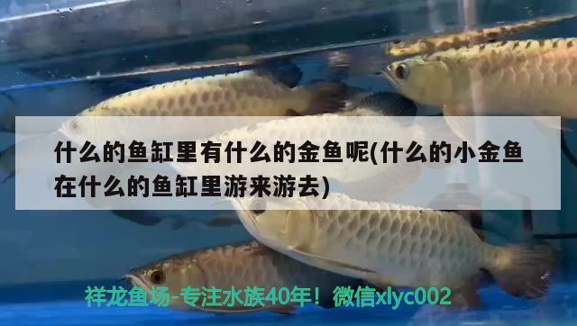 什么的魚缸里有什么的金魚呢(什么的小金魚在什么的魚缸里游來游去) 成吉思汗鯊（球鯊）魚