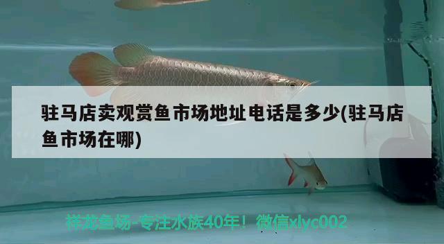 駐馬店賣(mài)觀賞魚(yú)市場(chǎng)地址電話是多少(駐馬店魚(yú)市場(chǎng)在哪)