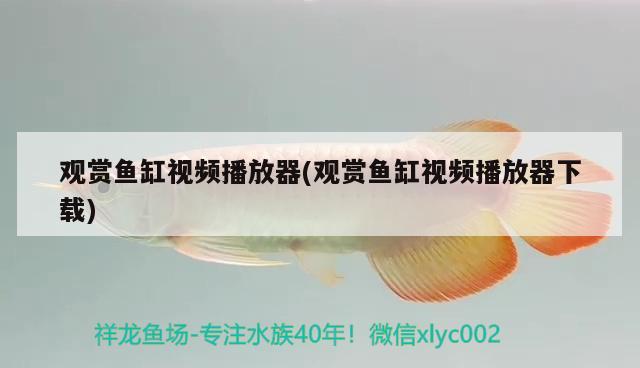 觀賞魚缸視頻播放器(觀賞魚缸視頻播放器下載) 熊貓異形魚L46