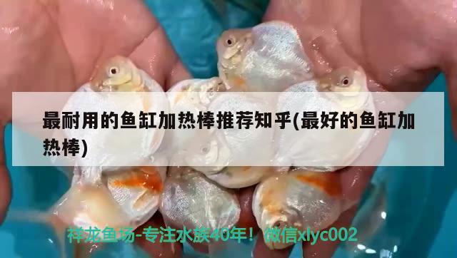 最耐用的魚缸加熱棒推薦知乎(最好的魚缸加熱棒) 飛鳳魚苗