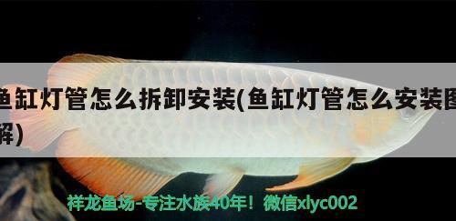 魚缸燈管怎么拆卸安裝(魚缸燈管怎么安裝圖解) 薩伊藍(lán)魚 第2張