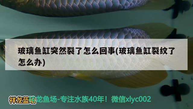 玻璃魚缸突然裂了怎么回事(玻璃魚缸裂紋了怎么辦) 丹頂錦鯉魚