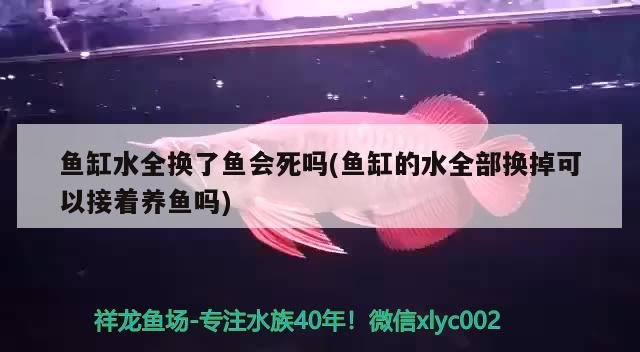 魚缸水全換了魚會(huì)死嗎(魚缸的水全部換掉可以接著養(yǎng)魚嗎)