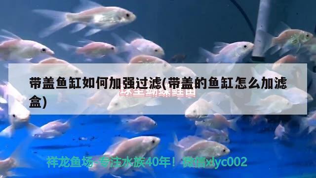 帶蓋魚缸如何加強過濾(帶蓋的魚缸怎么加濾盒)