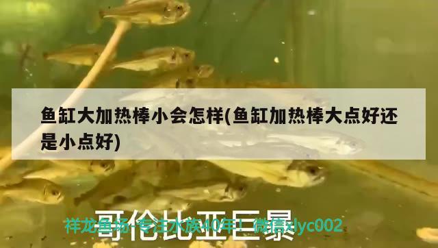 魚缸大加熱棒小會(huì)怎樣(魚缸加熱棒大點(diǎn)好還是小點(diǎn)好) 斑馬鴨嘴魚苗