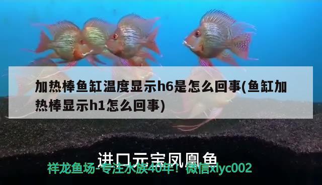 加熱棒魚缸溫度顯示h6是怎么回事(魚缸加熱棒顯示h1怎么回事)