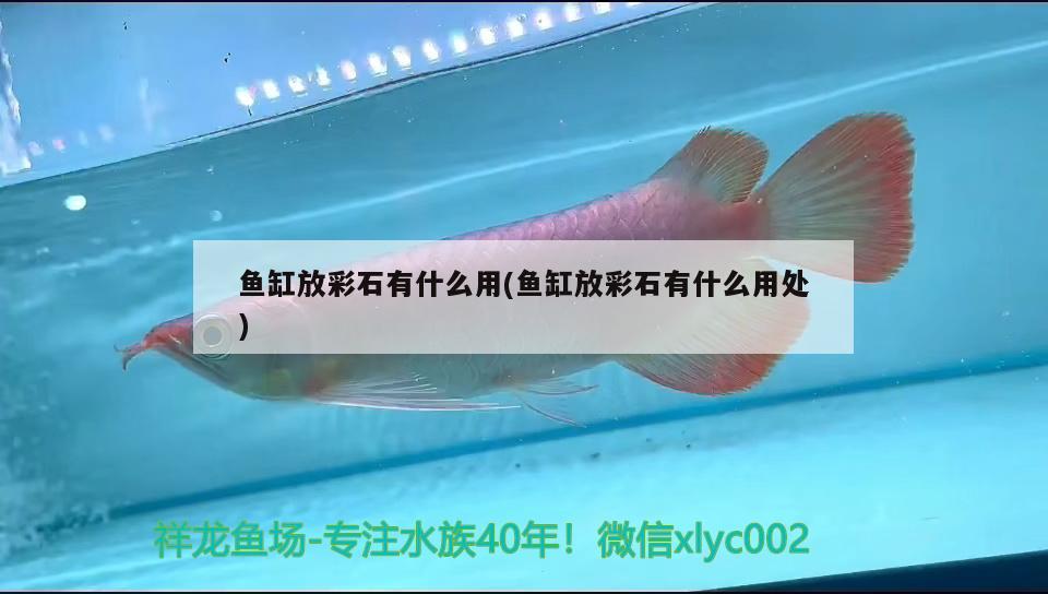 魚缸放彩石有什么用(魚缸放彩石有什么用處) 白子金龍魚