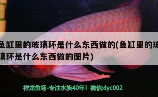 魚缸里的玻璃環(huán)是什么東西做的(魚缸里的玻璃環(huán)是什么東西做的圖片) 圣菲埃及魚 第2張