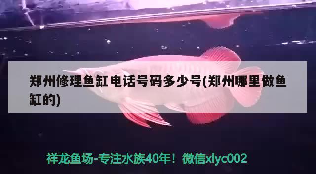 鄭州修理魚缸電話號碼多少號(鄭州哪里做魚缸的) 黑白雙星魚 第2張