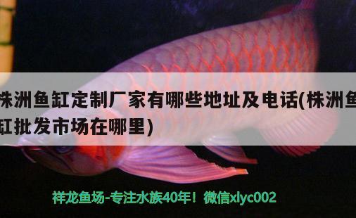 株洲魚(yú)缸定制廠家有哪些地址及電話(株洲魚(yú)缸批發(fā)市場(chǎng)在哪里)