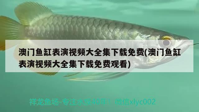 澳門魚缸表演視頻大全集下載免費(澳門魚缸表演視頻大全集下載免費觀看) 觀賞龜/鱉飼料