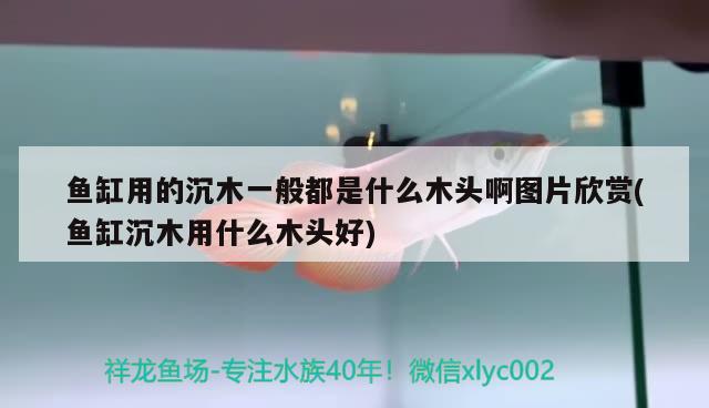 魚缸用的沉木一般都是什么木頭啊圖片欣賞(魚缸沉木用什么木頭好)