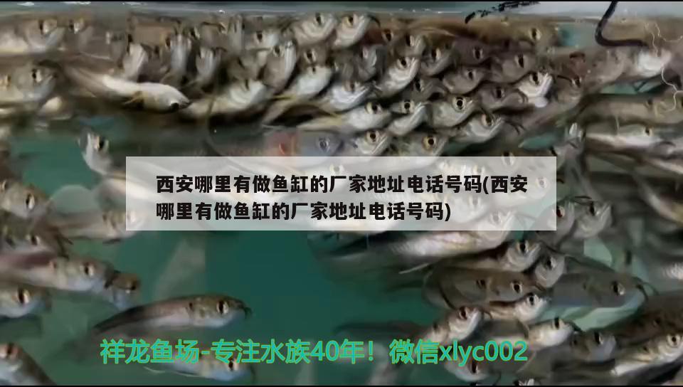 西安哪里有做魚(yú)缸的廠家地址電話號(hào)碼(西安哪里有做魚(yú)缸的廠家地址電話號(hào)碼) 藍(lán)底過(guò)背金龍魚(yú)