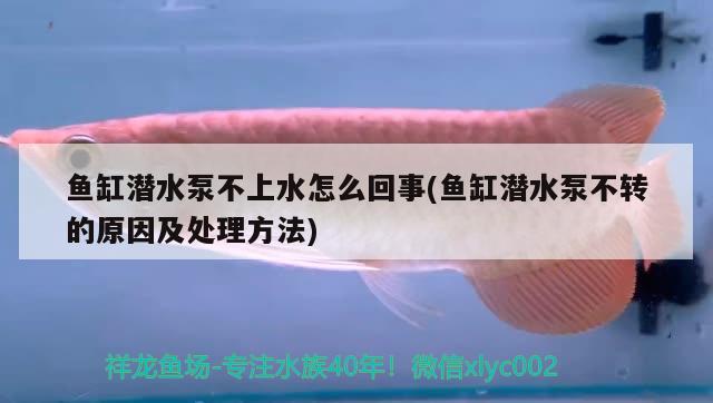 魚缸潛水泵不上水怎么回事(魚缸潛水泵不轉(zhuǎn)的原因及處理方法) 潛水艇魚