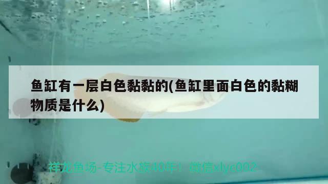 魚(yú)缸有一層白色黏黏的(魚(yú)缸里面白色的黏糊物質(zhì)是什么)