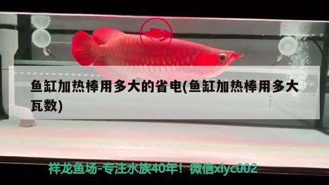 魚缸加熱棒用多大的省電(魚缸加熱棒用多大瓦數(shù)) 白子關(guān)刀魚苗